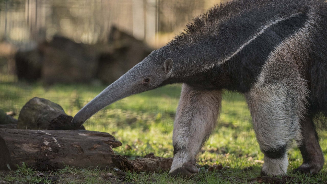 giant anteater husbandry manual